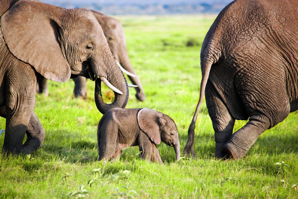 what to pack safari guide