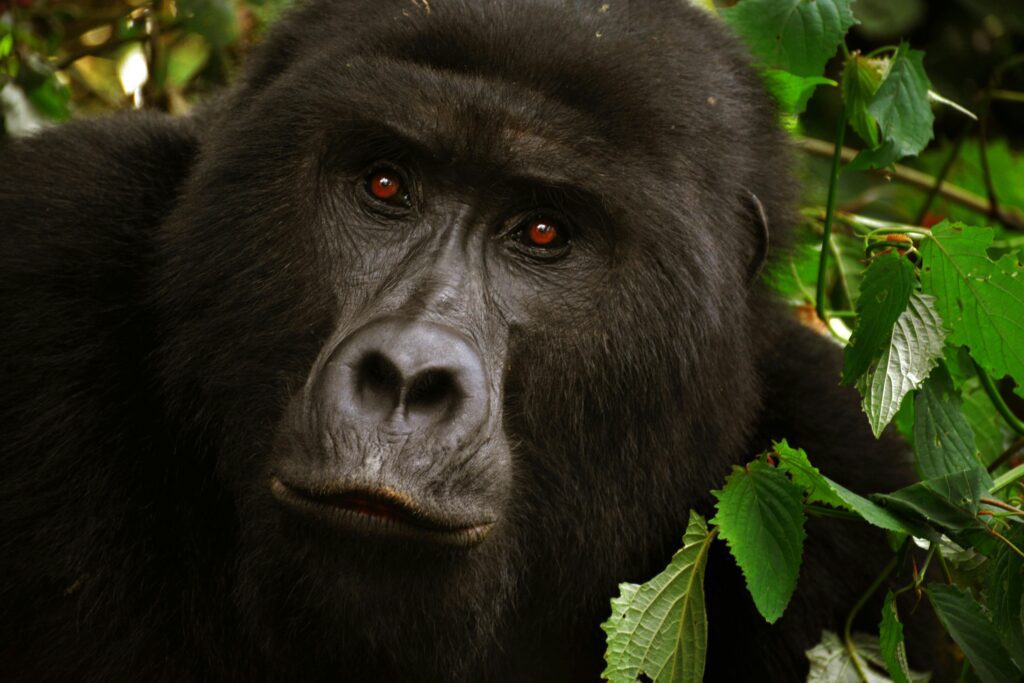 Gorillas in the mist